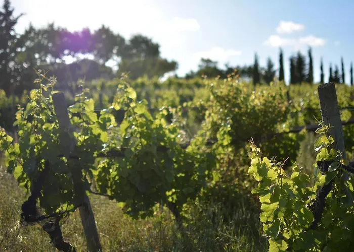 Casas Na Vinha - Monte Da Casteleja, Wine Estate - Eco