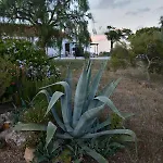 Casas Na Vinha - Monte Da Casteleja, Wine Estate - Eco