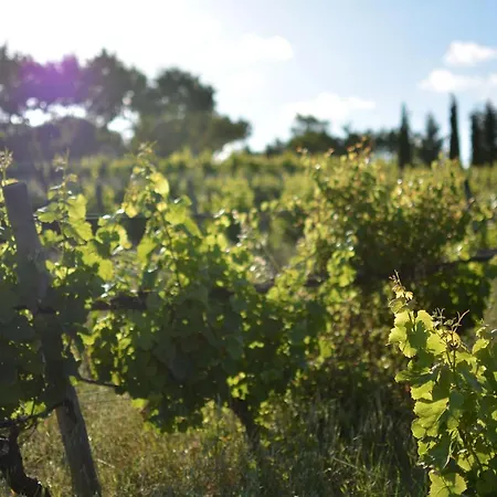 Casas Na Vinha - Monte Da Casteleja, Wine Estate - Eco